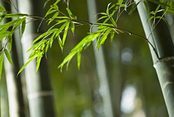 解衣欲睡月色入户欣然起行的解释