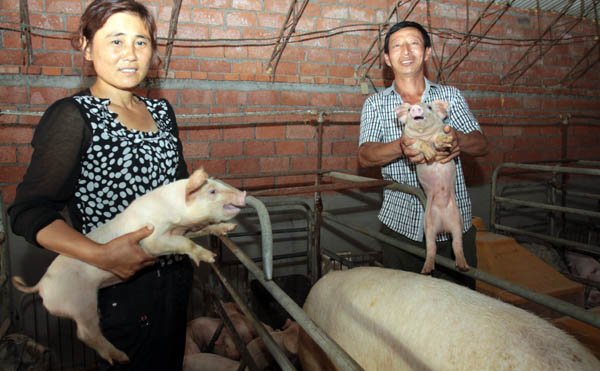 卖一头猪亏七八百元，你认为养猪的人该怎么办？