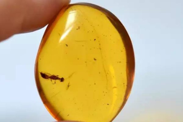 科学家发现了1亿年前的萤火虫祖先，他们究竟是如何发现的？