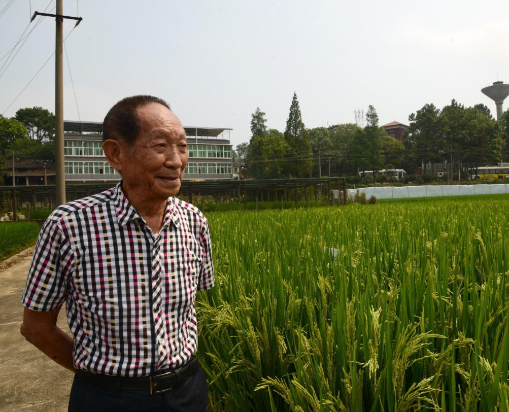 袁隆平的主要事迹简介20字