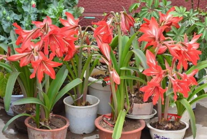 对红和朱顶红是一种花吗