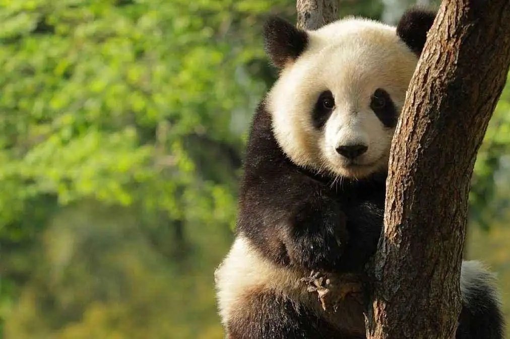 刚出生的大熊猫也是黑白相间吗？刚生出的大熊猫是哪种颜色？