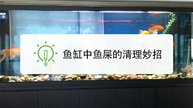 哪些鱼可以吃掉鱼屎