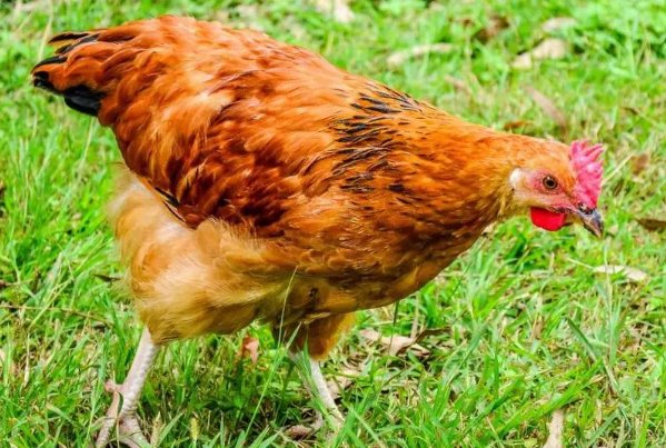 红花绿叶打一生肖动物