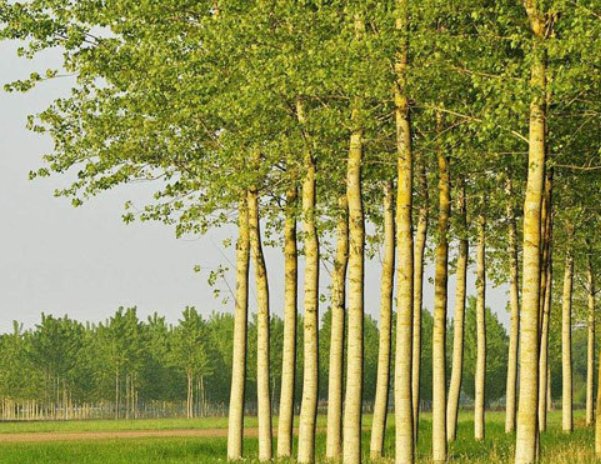 杨树的拼音怎么写