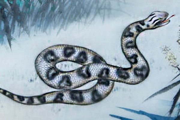 中途而废的生肖