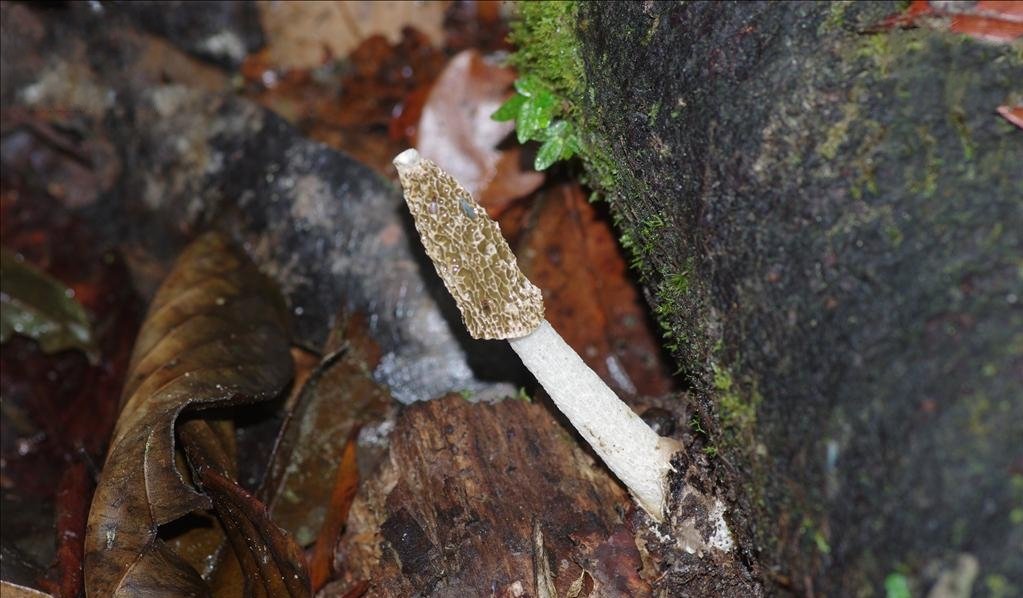 重庆首现野生白鬼笔！貌似竹荪和蛇头菌，这到底是一种怎样的植物？