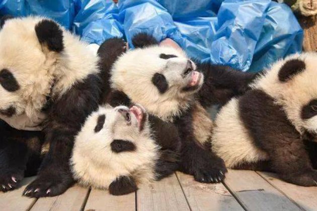 panda是什么意思？
