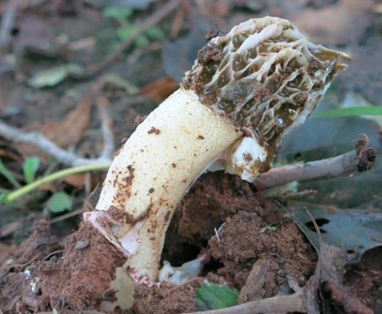 重庆首现野生白鬼笔！貌似竹荪和蛇头菌，这到底是一种怎样的植物？