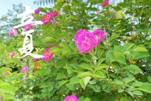 立夏的美好寓意和象征