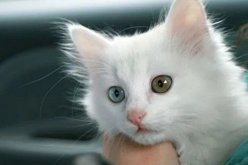 老赖！男子欠钱不还12只猫咪被拍卖抵债，这些猫咪价值多少？