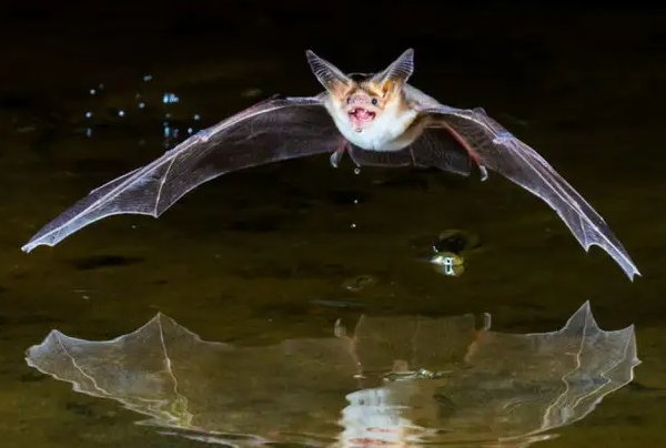 蝙蝠最怕的三种东西