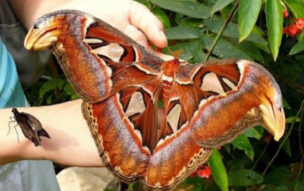 世界上最大的蝴蝶是什么？