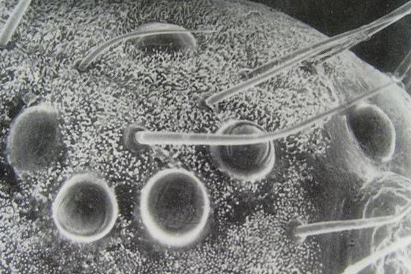 一夜之间出现大量飞蛾是什么灾难前的征兆