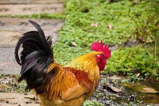 言之有据是指什么生肖