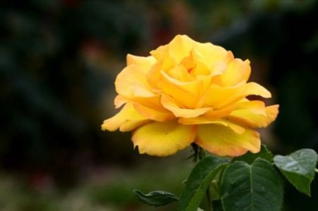 月季花24小时什么时候开花?