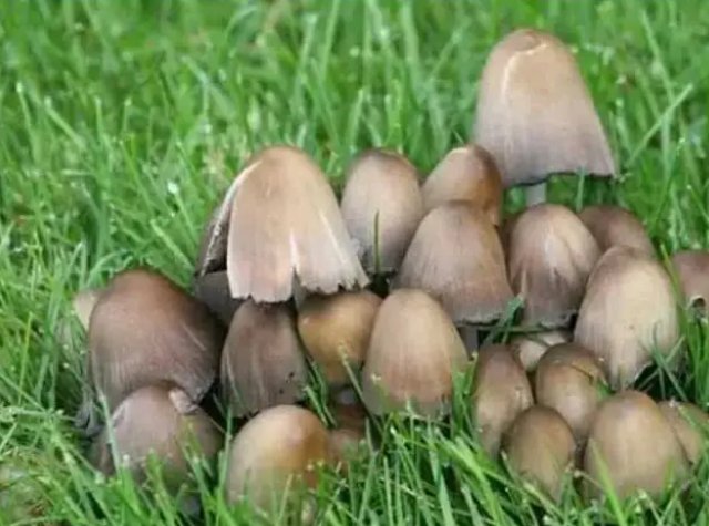 菇的拼音和词语