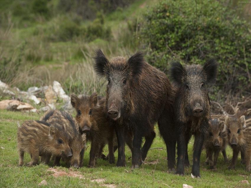 四川一67岁老妇为护庄稼与野猪抗争7年，期间都经历了什么？