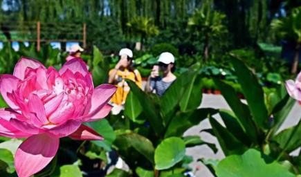 谁知道今年夏天暑伏有几伏总共多少天 ?
