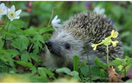 蛇类的十大天敌是什么