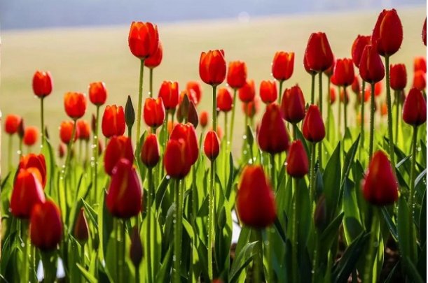 争妍斗艳的拼音及解释