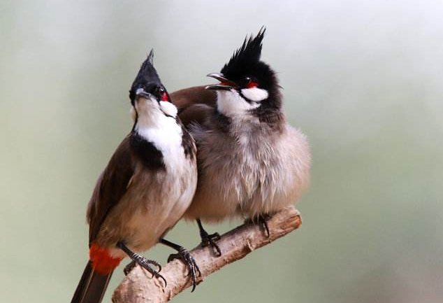 琴瑟和鸣是什么意思？