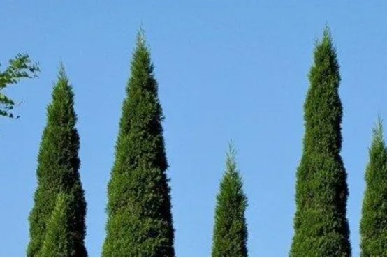 松柏象征的意义是什么？