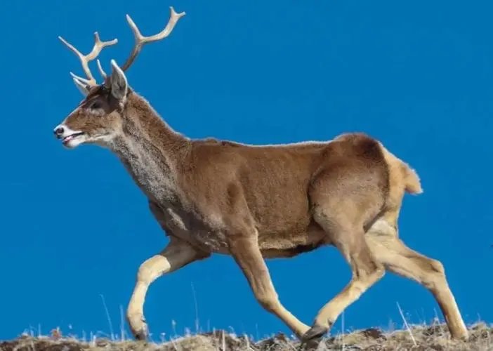 近百头国家一级保护动物白唇鹿现身三江源，白唇鹿适合怎样的生活环境?
