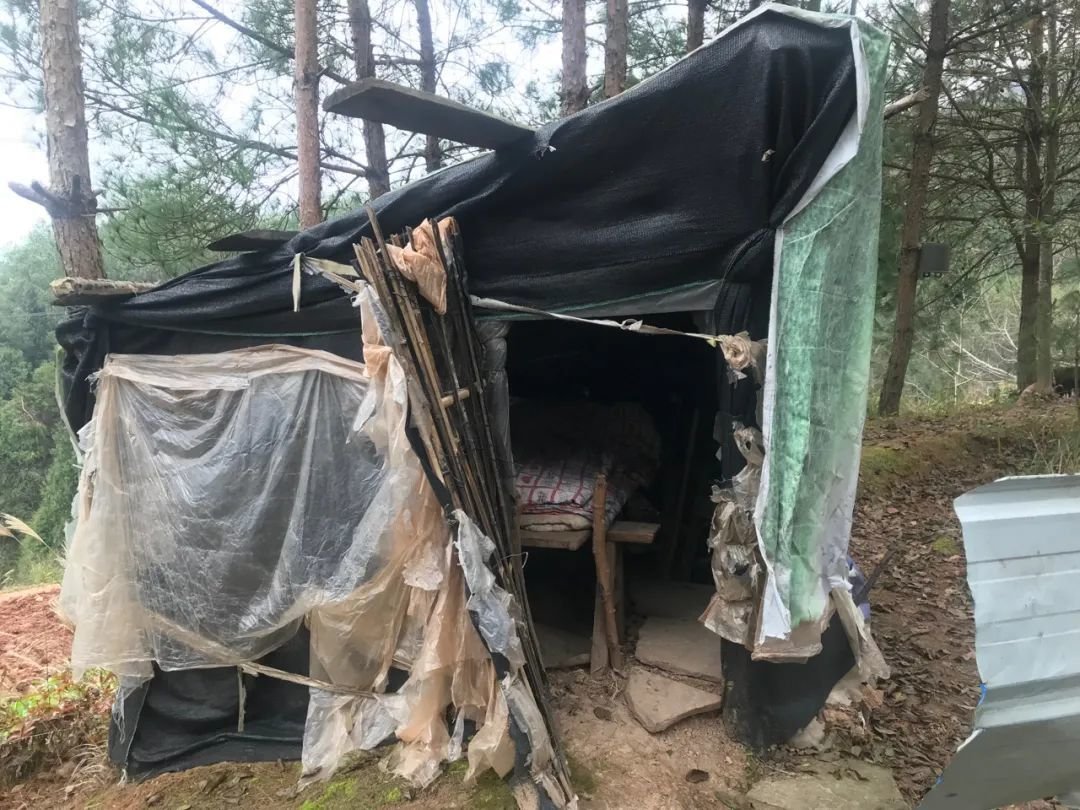 四川一67岁老妇为护庄稼与野猪抗争7年，期间都经历了什么？