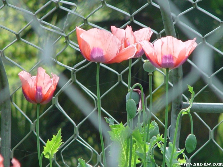 罂粟花的花语，介绍和传说（还有日文版翻译）