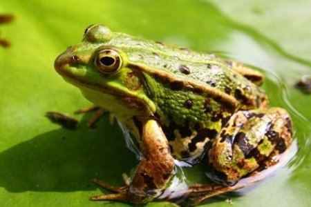 青蛙呱呱叫是什么意思