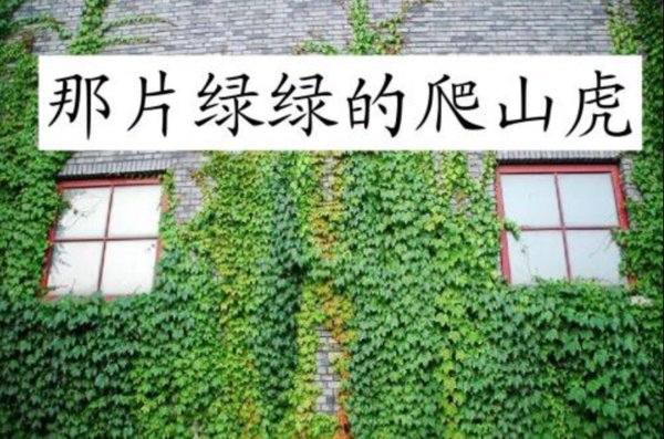 关于思念的文章