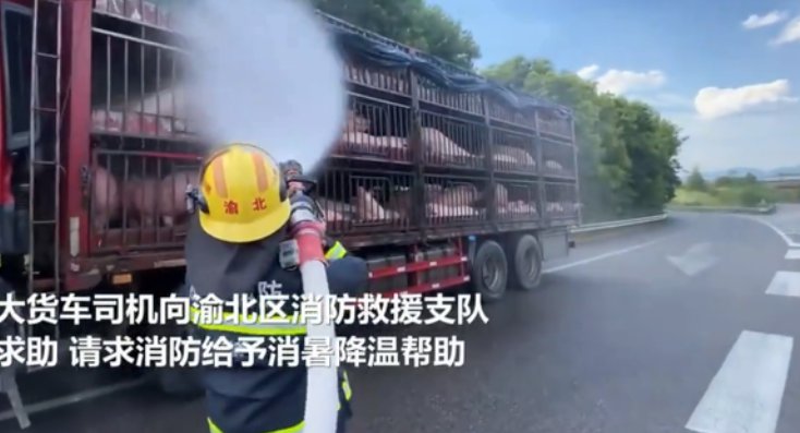 重庆的猪都中暑了！这里的温度有多高？人们该注意些什么？