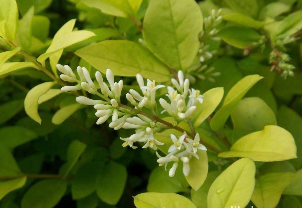 这是什么名字花