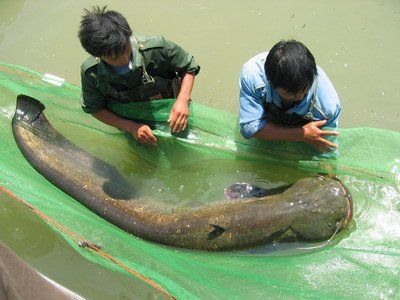 河老虎是什么ɱ