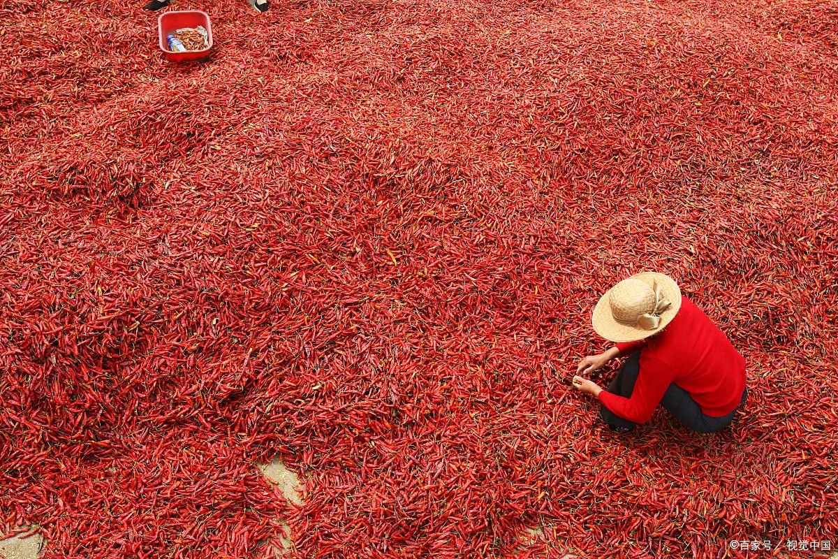 32岁总裁辞掉百万年薪返乡种辣椒，如何看待这一选择？