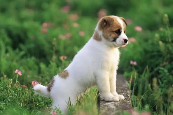 净几朋窗打一生肖