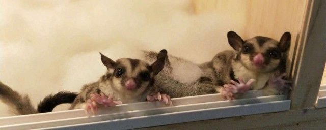 蜜袋鼯三个字怎么读 蜜袋鼯属于什么类动物