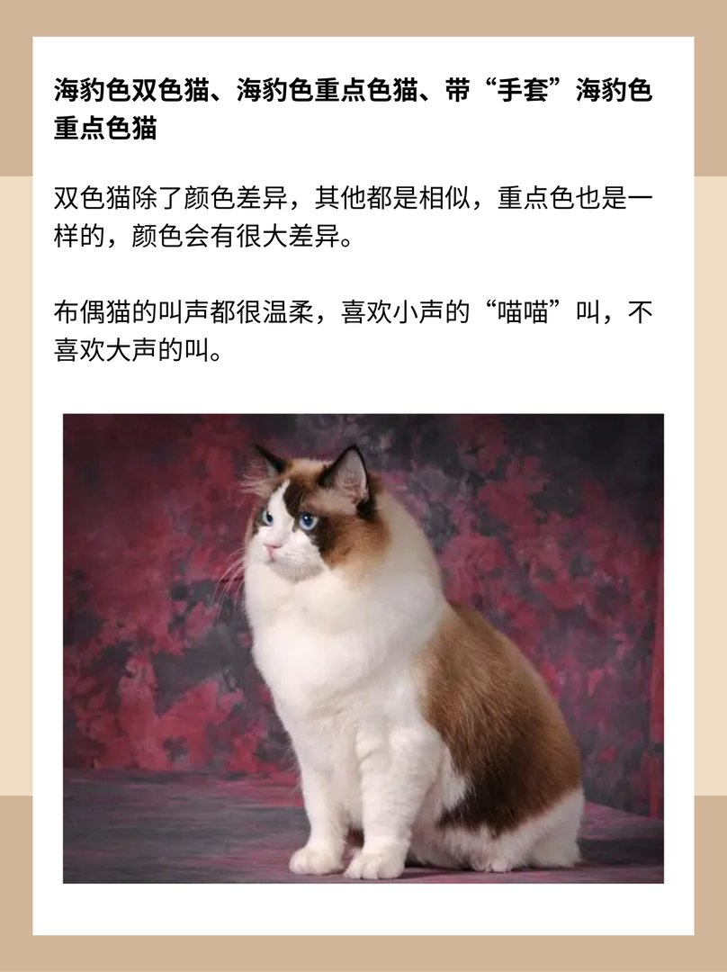 什么是重点色布偶猫?