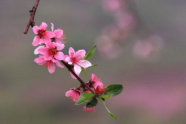 人面桃花相映红,桃花依旧笑春笑春风出自哪里