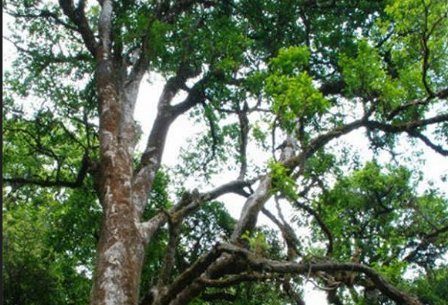 世界茶树的原产地