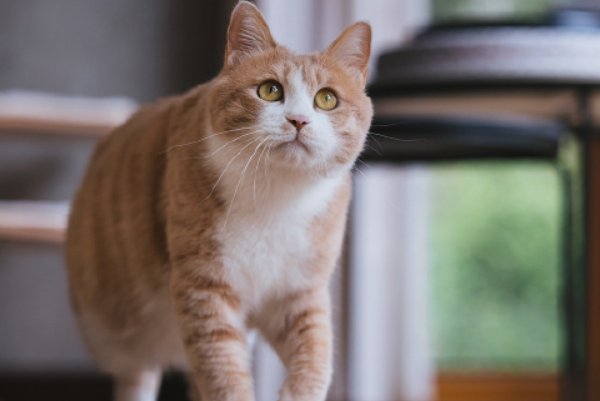 宠物医院培训学校排行