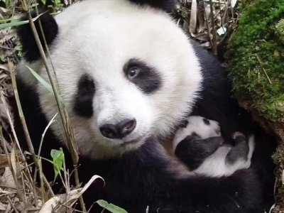 动植物有哪些？