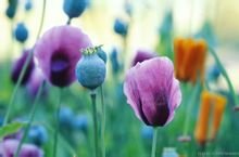 罂粟花的花语，介绍和传说（还有日文版翻译）