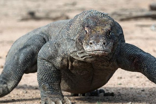 蛇最怕的四大天敌