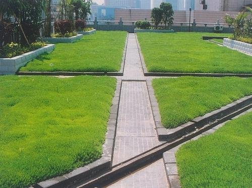 屋顶绿化草皮用哪种草好
