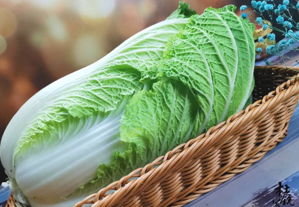 白菜是我国本土的吗