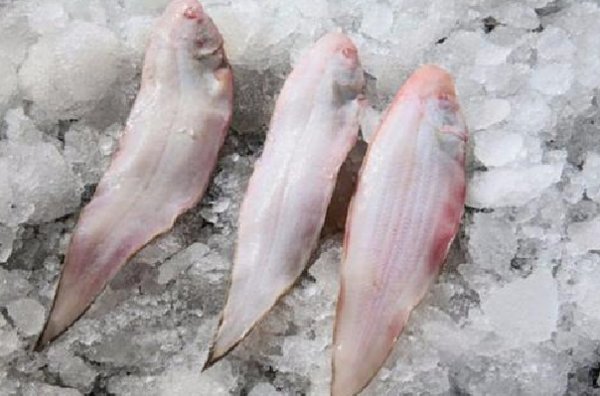 塔嘛鱼是不是就是龙利鱼