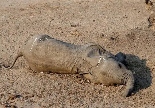 肯尼亚遇40年来严重干旱，致2百多头大象死亡，生物面临的威胁还有哪些？