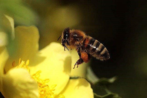 打死蜜蜂真的会招来其它蜜蜂的报复吗？